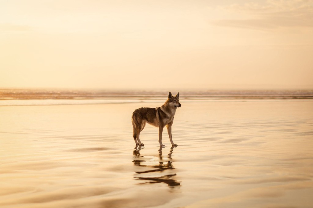 Chien-loup tchécoslovaque sur la plage