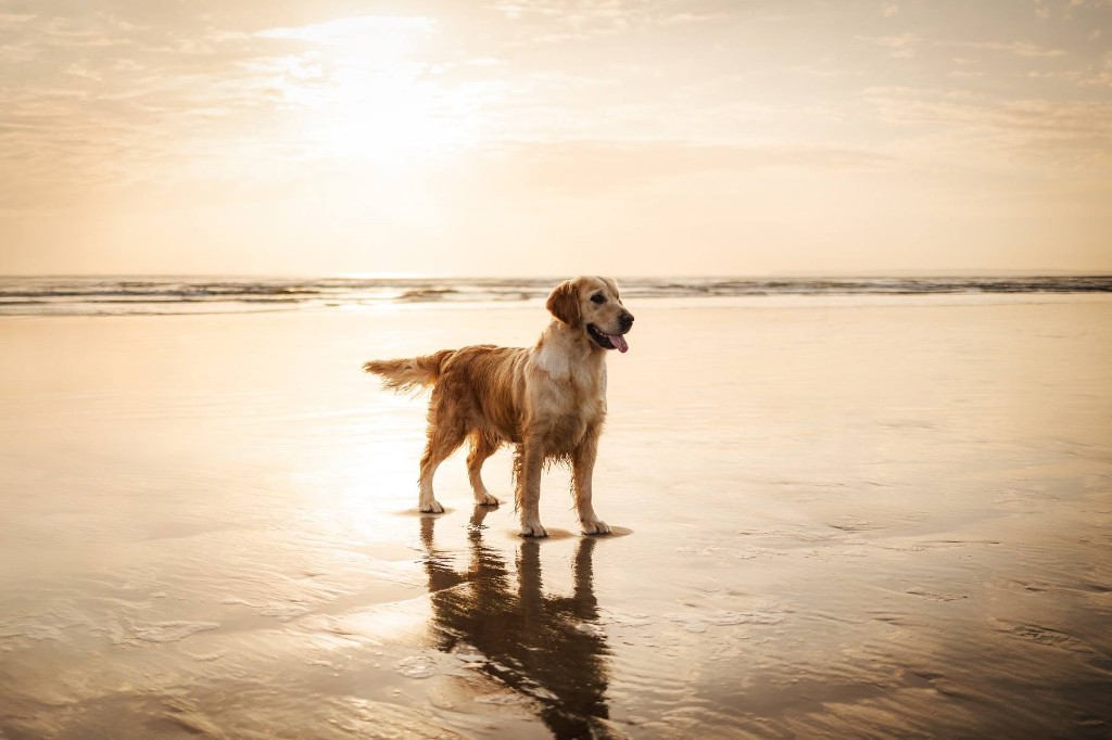 Golden retriever sur la plage
