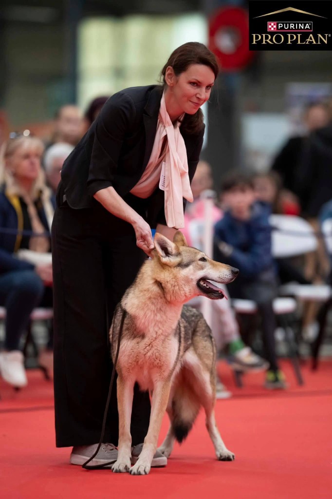 Exposition — chien-loup tchécoslovaque en ring
