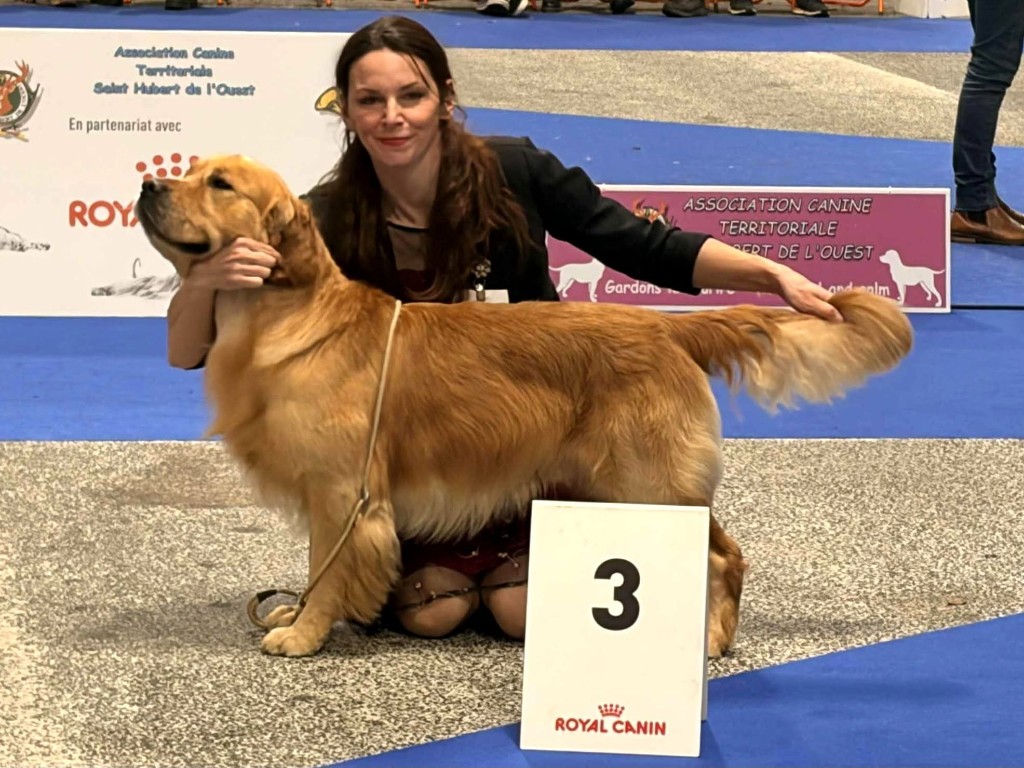 Exposition — golden retriever en ring