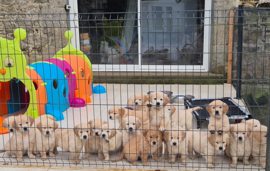 Chiots golden retriever à l'élevage