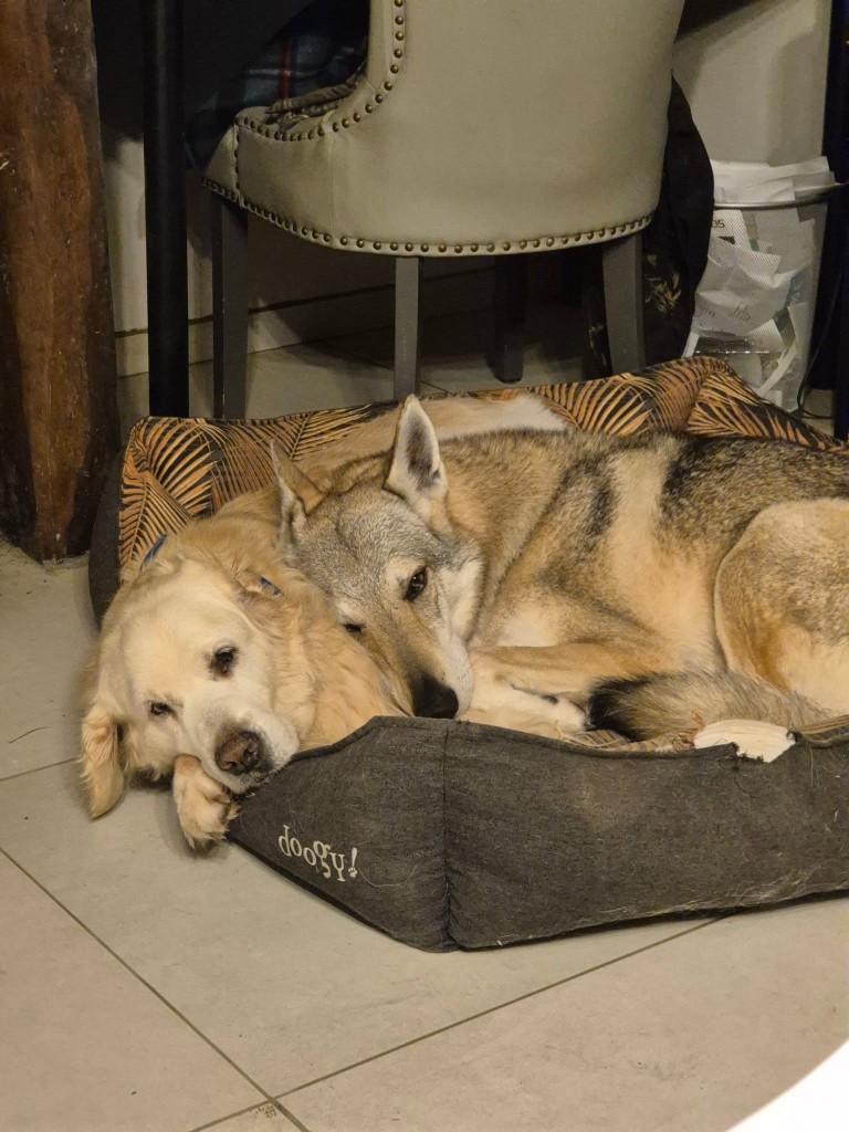 Golden retriever et chien-loup ensemble