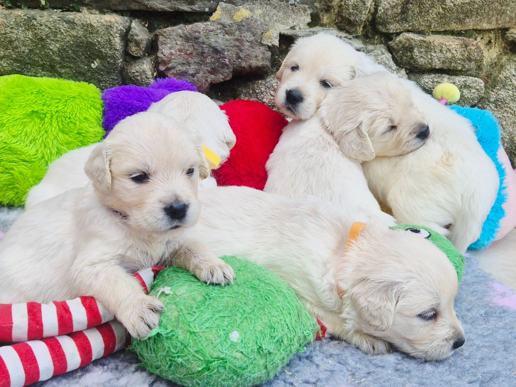 Les chiots